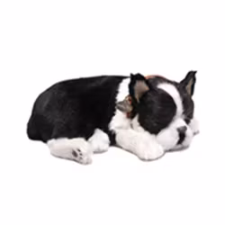 Boston terrier