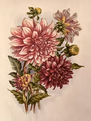 Poster Dahlia