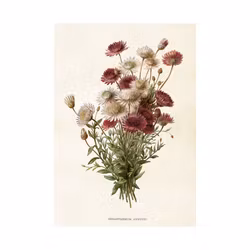 Poster Krysantemum
