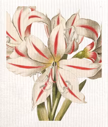 Disktrasa Amaryllis
