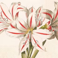 Servett Amaryllis