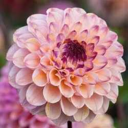 Wine Eyed Jill, vaken knöl