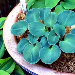 Hosta Blue Mouse Ears