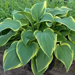 Hosta Yellow River