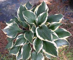 Hosta Patriot