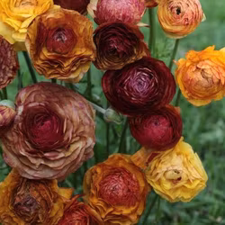 Ranunkel Aviv Picotee