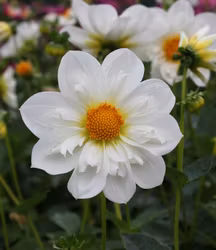 Twyning´s White Chocolate