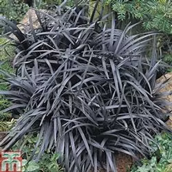 Ophiopogon planiscapus 'Niger