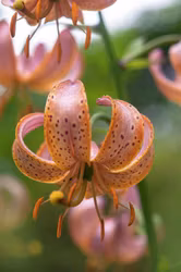 Lillium martagon Fairy Morning