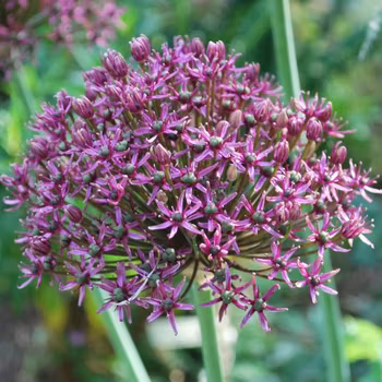 Allium "Miami"