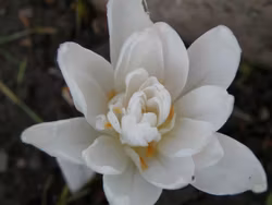 Colchium "Alboplenum"