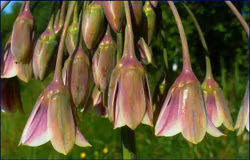 Nectaroscordum siculum, honungslök