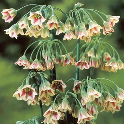 Nectaroscordum siculum, honungslök