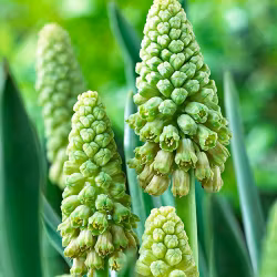Bellevalia pycnantha "Green Pearl"