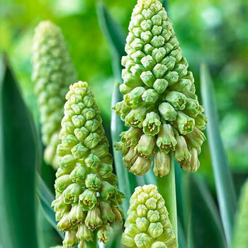 Bellevalia pycnantha "Green Pearl"