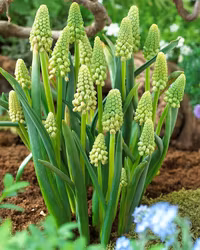 Bellevalia pycnantha "Green Pearl"