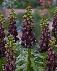 Fritillaria persica Purple Dynamite