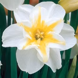 Narciss "Lemon Beauty"