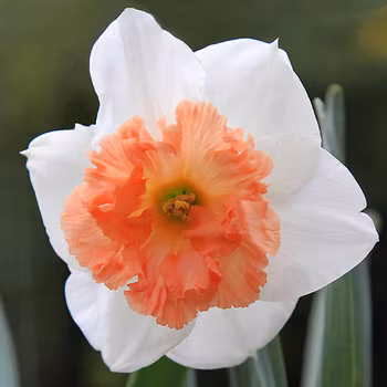 Narciss "Precocious"