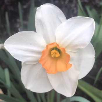 Narciss "Sophie Girl"