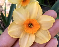 Narciss "Sabine Hay"