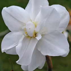 Narciss "Alba Plenus"