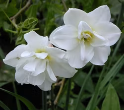 Narciss "Alba Plenus"