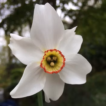 Narciss poeticus recurvus