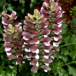 Acanthus mollis