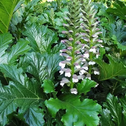 Acanthus mollis