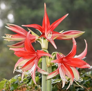 Hippeastrum Quito