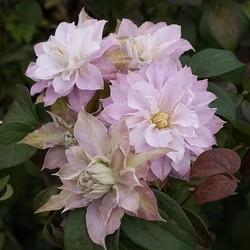 Clematis "Dancing Smile"