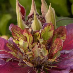 Clematis "Temptation"
