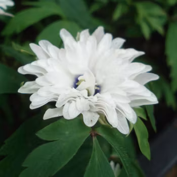 Anemon nemorosa "Blue Eyes" vitsippa