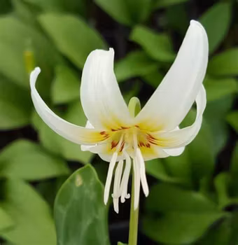 Erythonium White Beauty