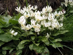 Erythonium White Beauty