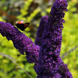 Buddleja davidii "Black Knight"