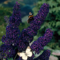 Buddleja davidii "Black Knight"