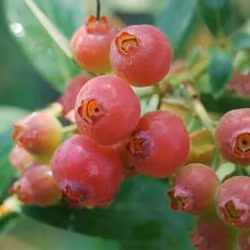 Blåbär "Pink Lemonade