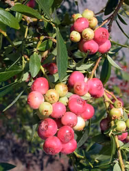 Blåbär "Pink Lemonade