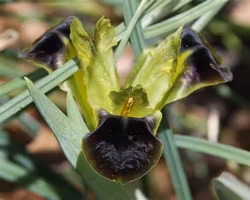 Hermodactylus tuberosa