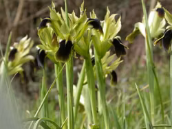 Hermodactylus tuberosa