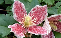 Clematis "Freckles"