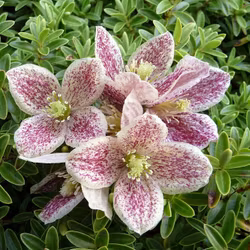 Clematis "Freckles"