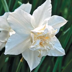 Narciss "White Marvel"