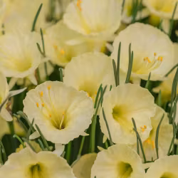 Narciss "Julia Jane"