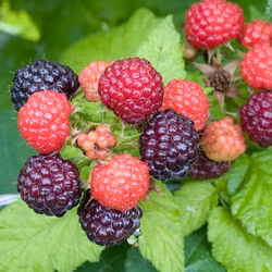 Hallon "Black Jewel"