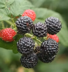 Hallon "Black Jewel"