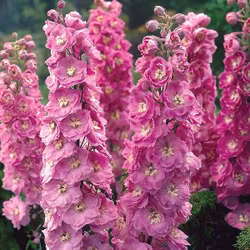 Riddarsporre "Astolat"