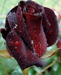 Black Baccara